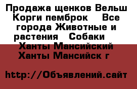 Продажа щенков Вельш Корги пемброк  - Все города Животные и растения » Собаки   . Ханты-Мансийский,Ханты-Мансийск г.